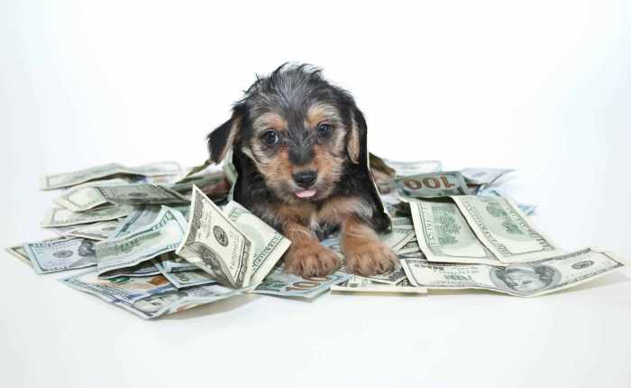 Pet Care Budget Categories